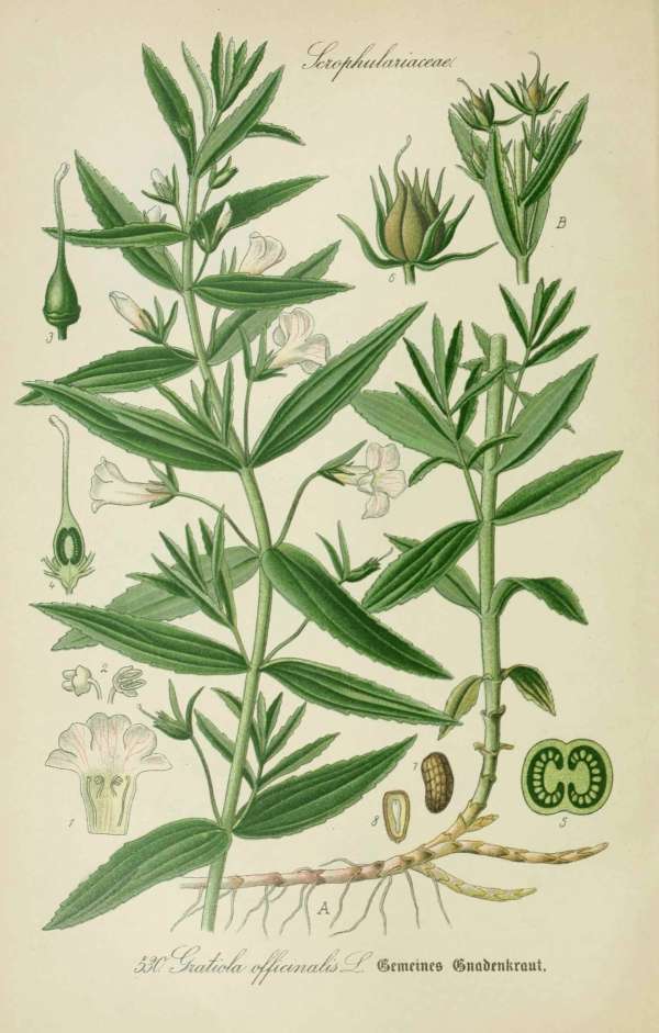 Gyógynövények, homeopátia, népi gyógyászat -8 – Csikorgófű Dr. Thomé  Botanika